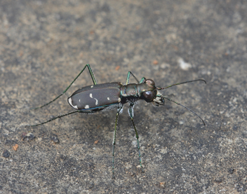 Cicindela rufiventris